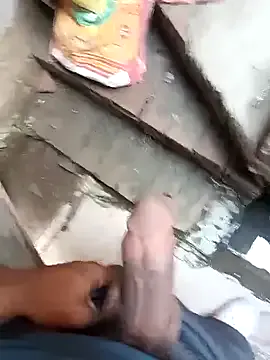 Bengali_BULL1 Image 2